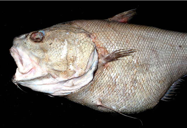 Aletas pélvicas con 8 radios; barbillón con un largo del 30 al 33% de la longitud cefálica; órbitas pequeñas, su diámetro de 15 a 16% de la longitud de la cabeza